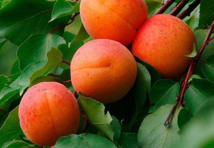 Дерево абрикос: посадка и уход, фото, обрезка, прививка, описание сортов, болезни и вредители