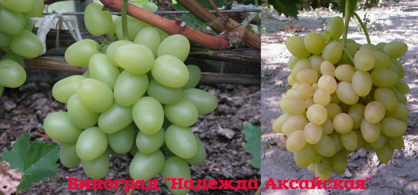 Описание сорта винограда Надежда Аксайская, основные характеристики и особенности