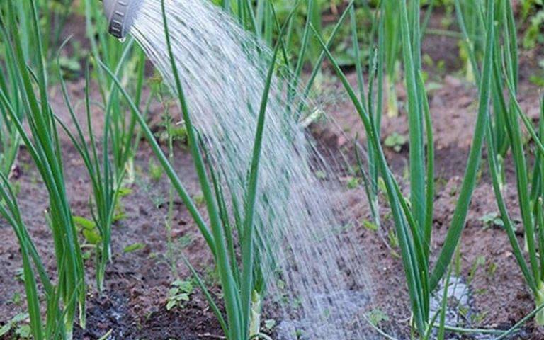 Нужно ли поливать лук севок после посадки?