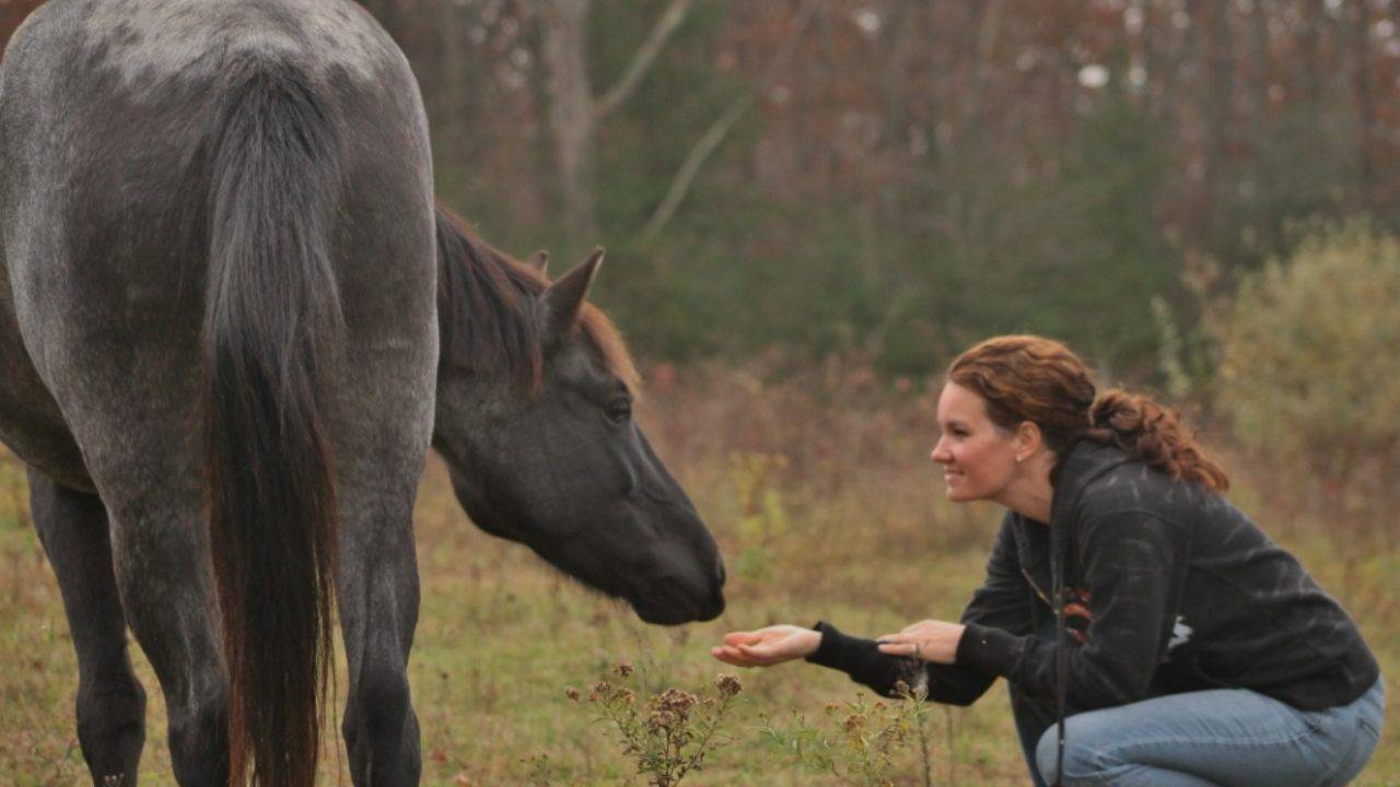 О психологии лошадей: как научить коня доверию и приучить к дресировке