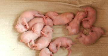 Разведение свиней: как правильно заниматься свиноводством в домашних условиях
