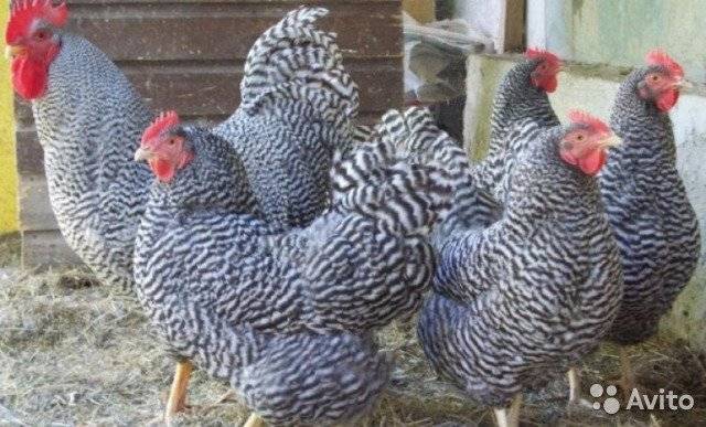 Кучинская юбилейная порода кур: характеристика, содержание и уход, разведение цыплят