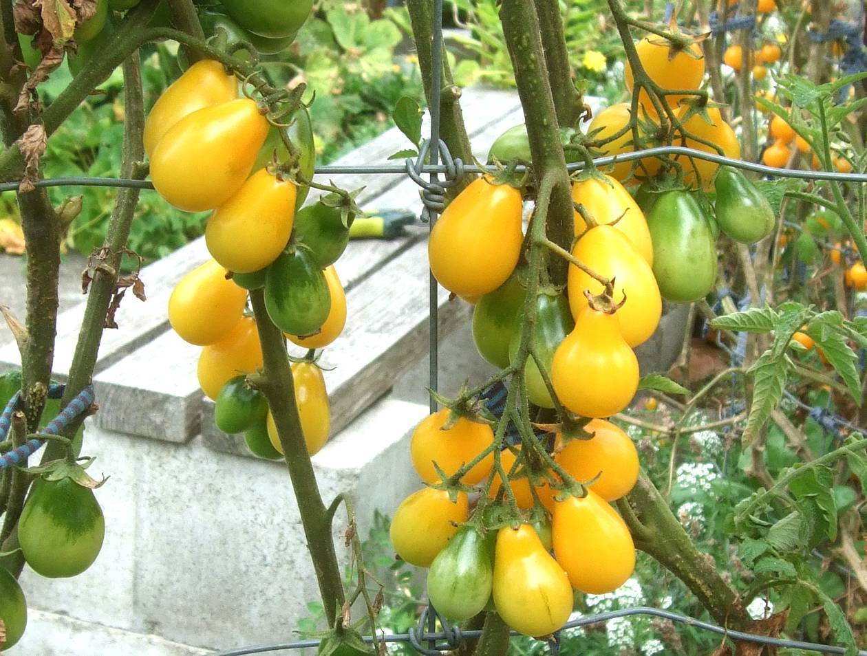 Томат медовая капля: фото, описание и характеристики сорта, особенности выращивания помидоров