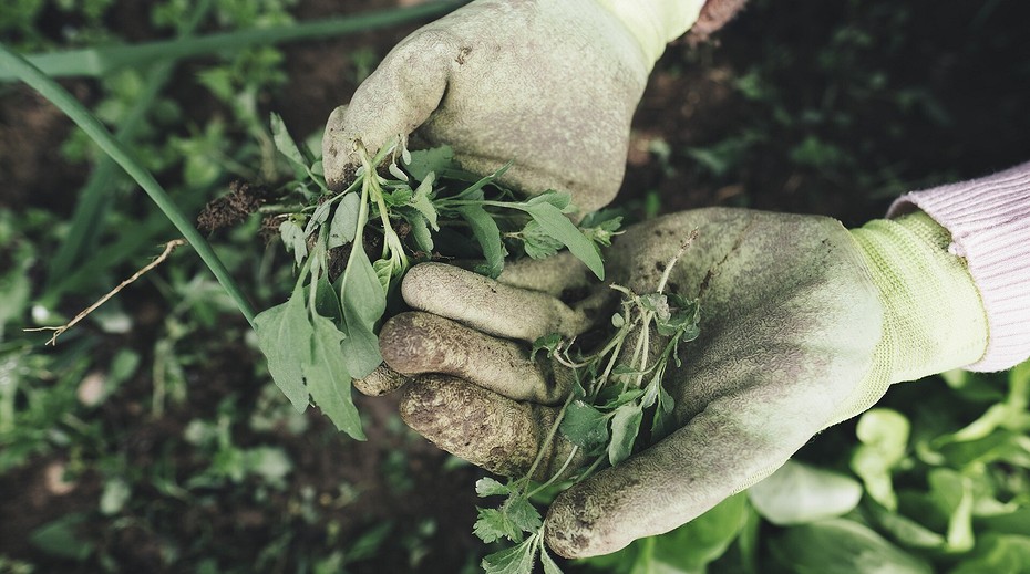 Средства и способы борьбы с сорняками на газоне, химикаты и гербициды