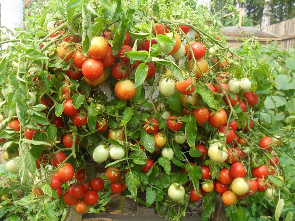 Веселый Гном: описание сорта томата, характеристики помидоров, посев