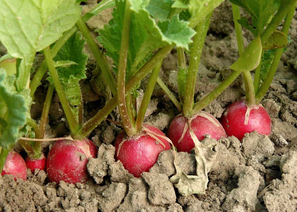 Тонкости выращивания  редиски под пленкой. советы, когда и как сажать семена, как ухаживать за посевами