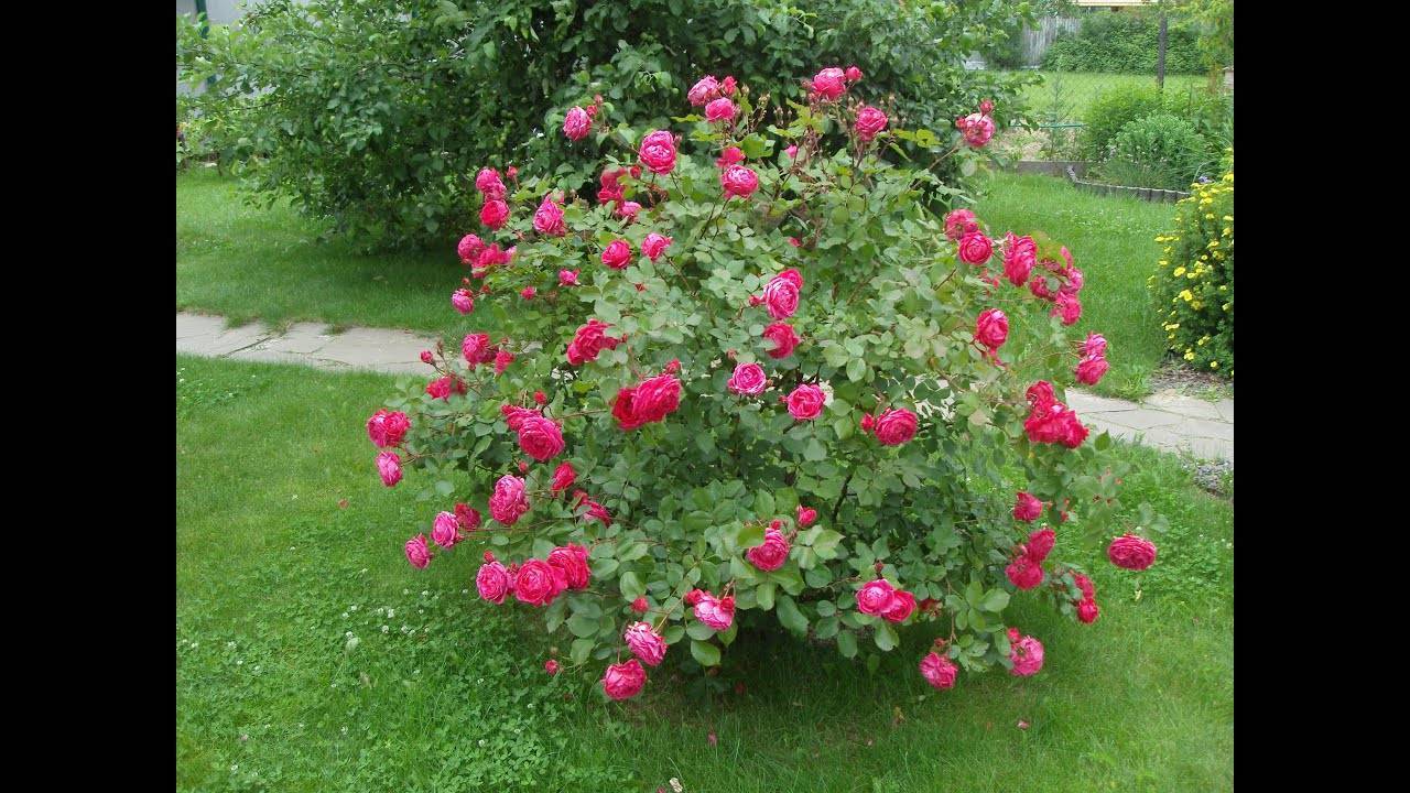 О сортах парковых роз: описание и характеристики, посадка, уход, выращивание
