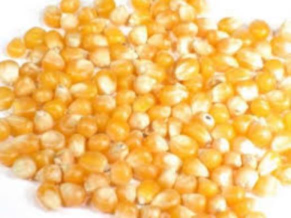 Сахарная кукуруза: рентабельность – 600%