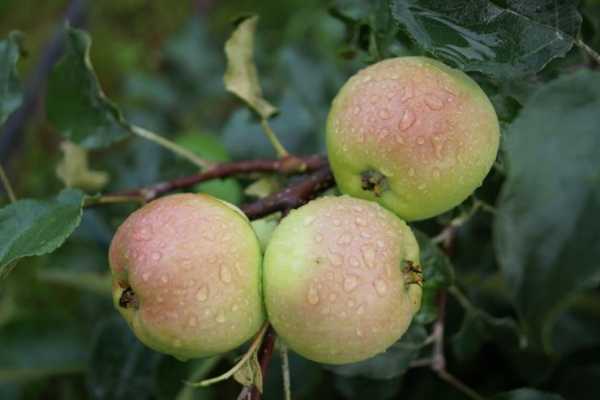 О яблоне Красная горка: описание сорта, характеристики, агротехника, выращивание