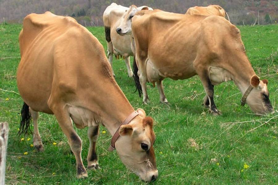 Джерсейская порода коров: описание, уход и кормление