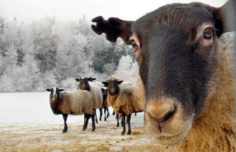 Особенности разведения романовской породы овец - общая информация - 2020