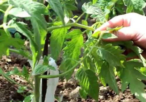 Как обрывать листья у томатов (помидор) и почему это нужно обязательно делать