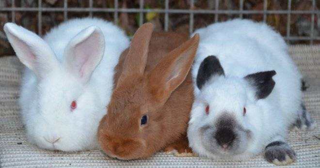 Кролики — породы и виды