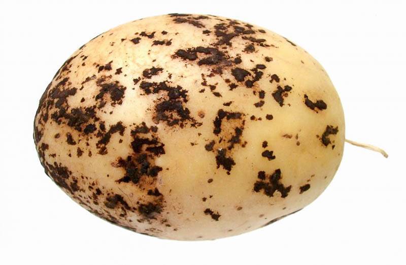 Какие заболевания клубней могут уничтожить весь урожай картофеля