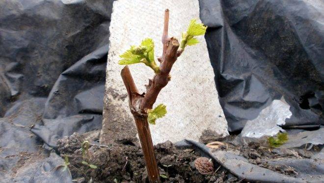 Весенние работы с виноградом: первая обработка и подвязка, подкормки и защита от заморозков