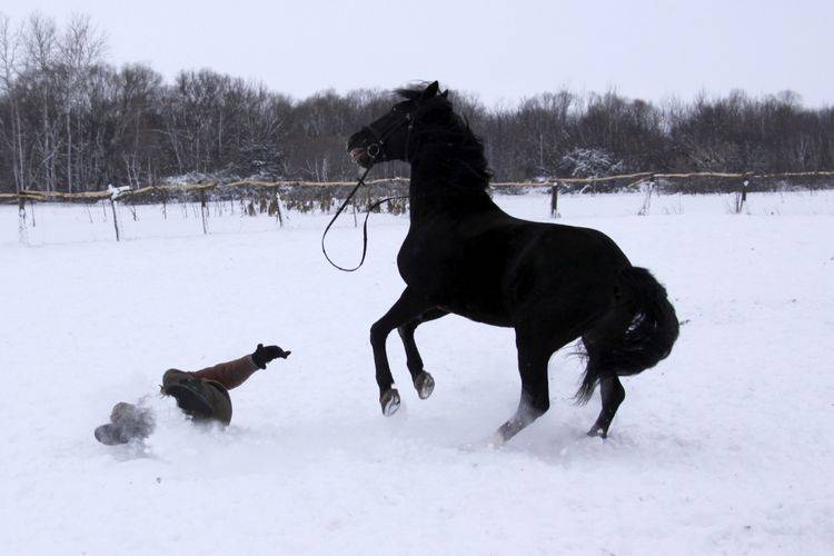 Правила тренировки лошадей