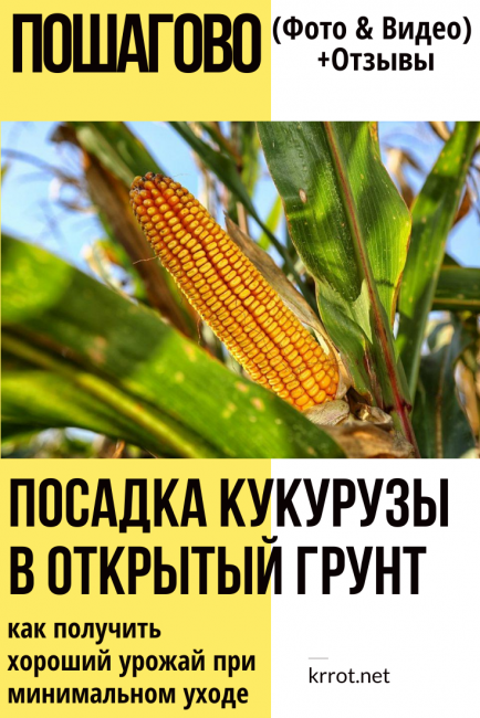 Посадка кукурузы в открытый грунт: как получить хороший урожай при минимальном уходе (25 фото & видео) +отзывы
