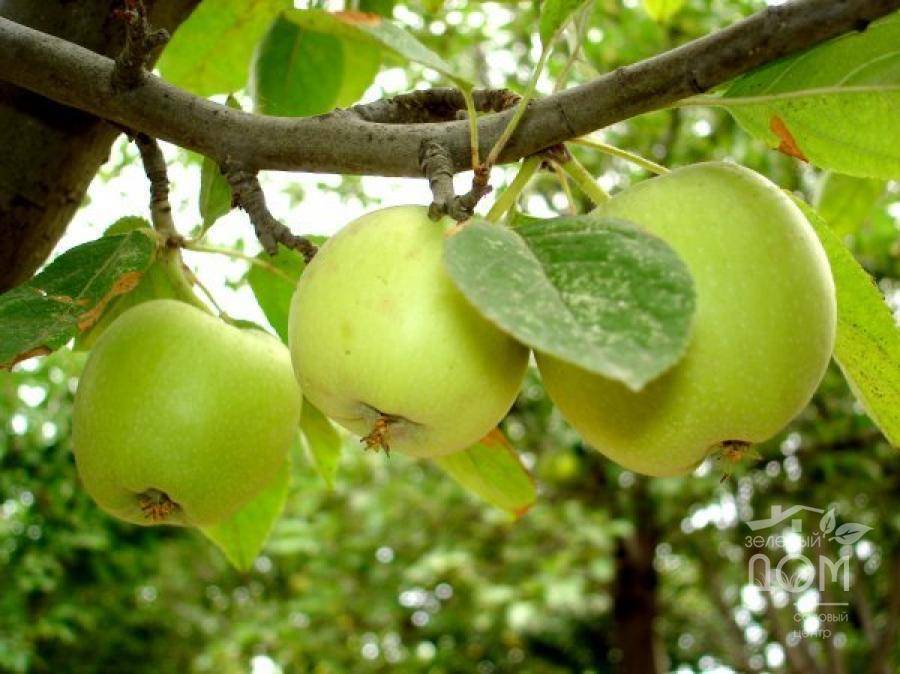 Ботаническое описание и агротехника выращивание яблони сорта вэм-розовый