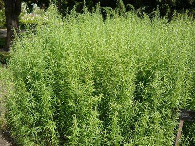 Эстрагон (тархун) – пряная трава, фото растения, описание