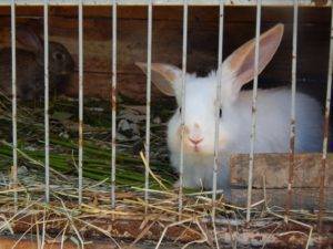 Почему кролики грызут клетки и что делать?