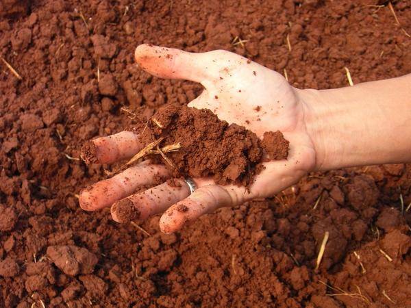 Почва на огороде - состав и свойства почвы, методы обработки почвы