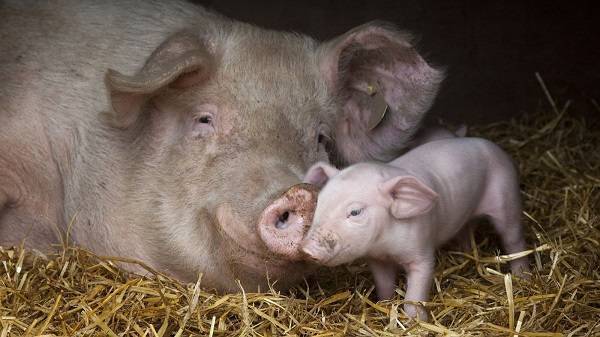 Забой свиней в домашних условиях: инструкция, методы, полезные советы
