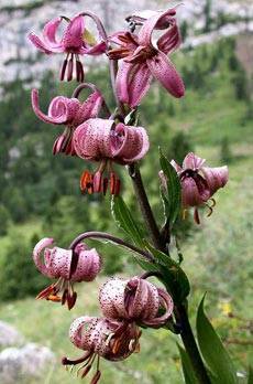 Видовые лилии: фото, виды, описание