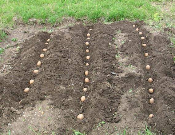 Новые способы посадки картофеля и особенности ухода
