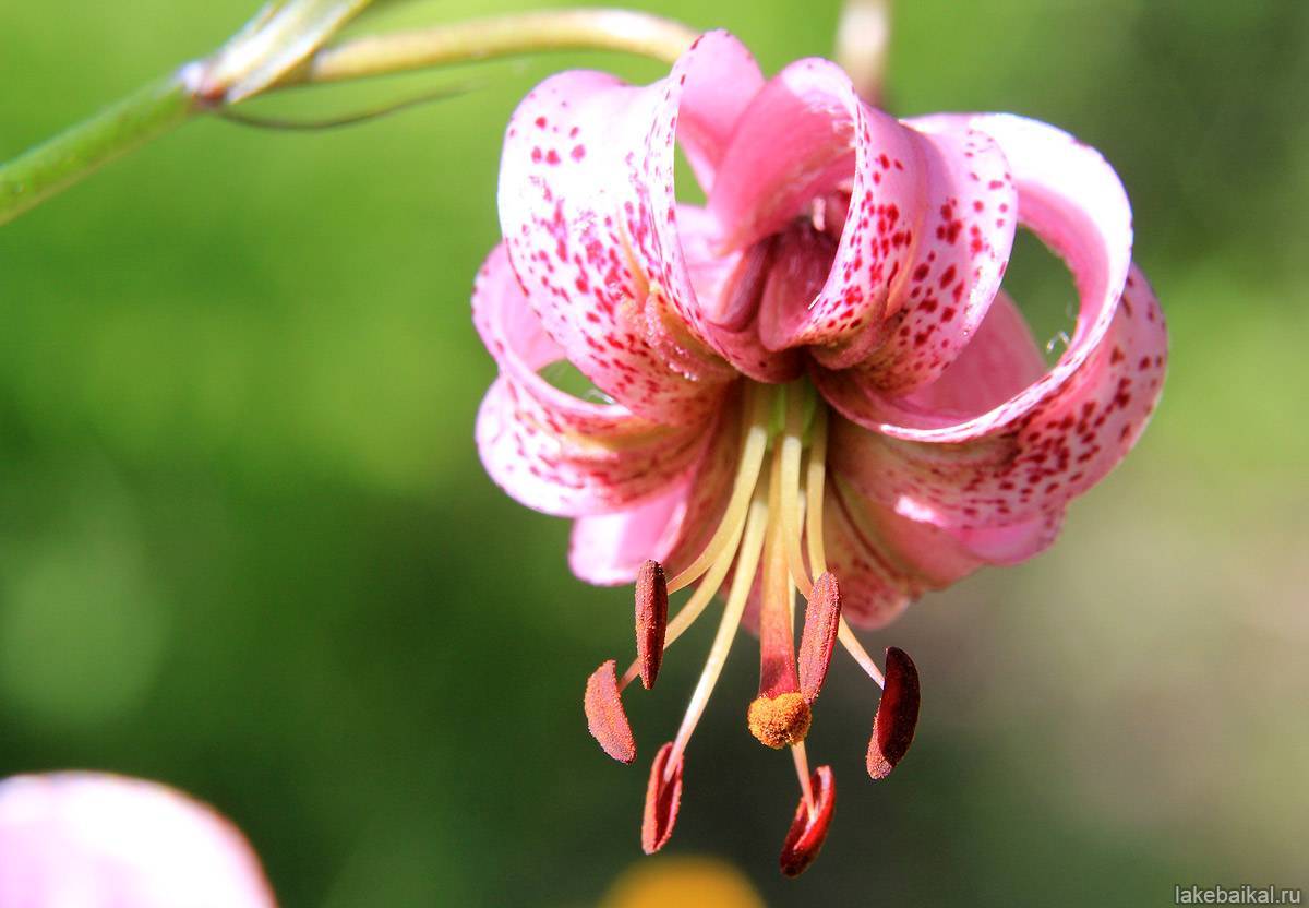 Изысканная и неприхотливая лилия саранка (кудрявая, кудреватая): фото и особенности ухода за растением