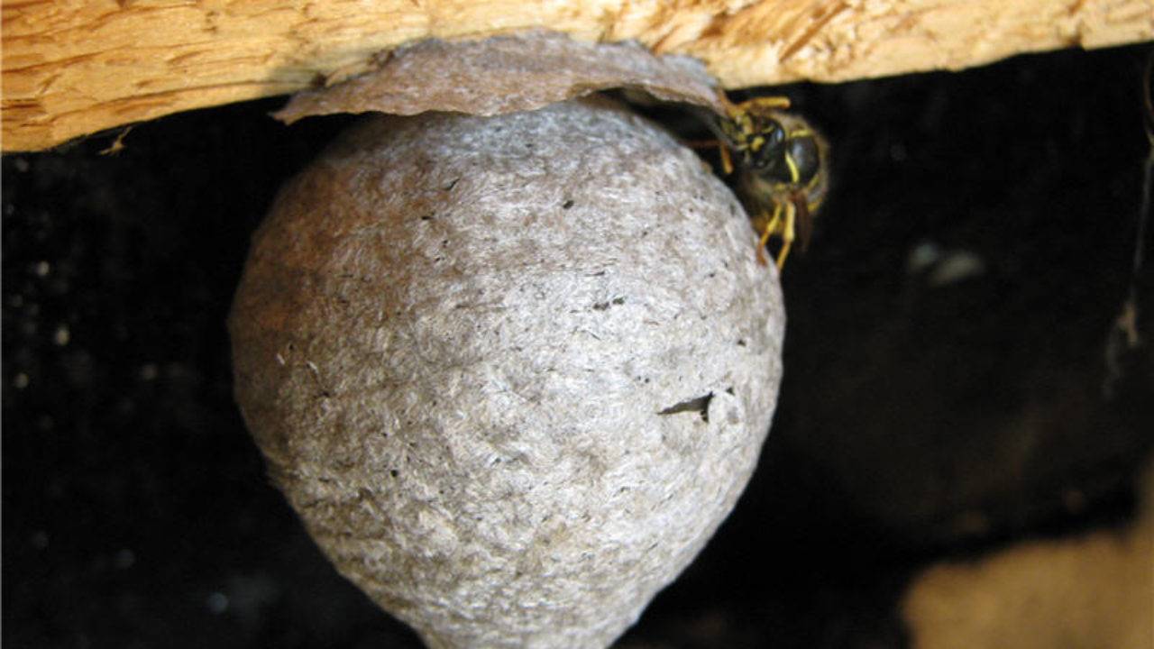 Как убрать осиное гнездо на даче зимой. как избавиться от осиного гнезда? средства от осиных гнезд: советы, отзывы. уничтожение при помощи воды