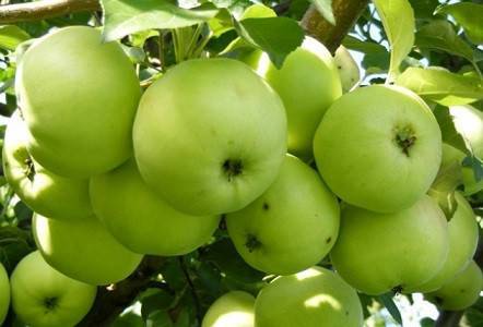 Обыкновенная антоновка: описание десертной и других сортов, лежкость яблок и прочие нюансы
