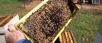 Пчеловодство: как объединить две семьи