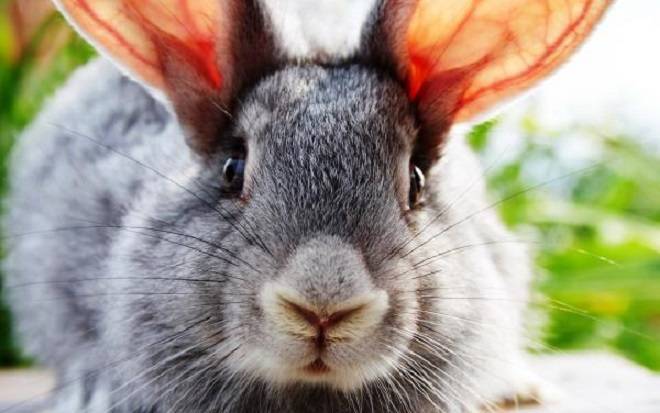 Как самостоятельно лечить ушного клеща у домашних кроликов?