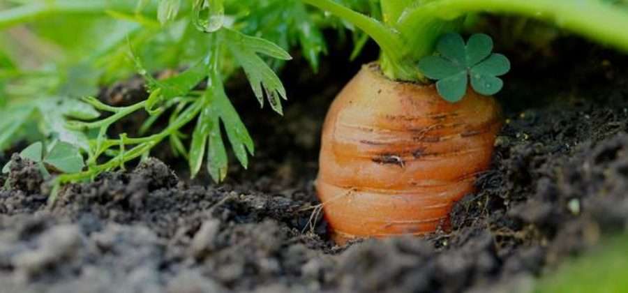 Как вырастить морковь, чтобы получить хороший урожай