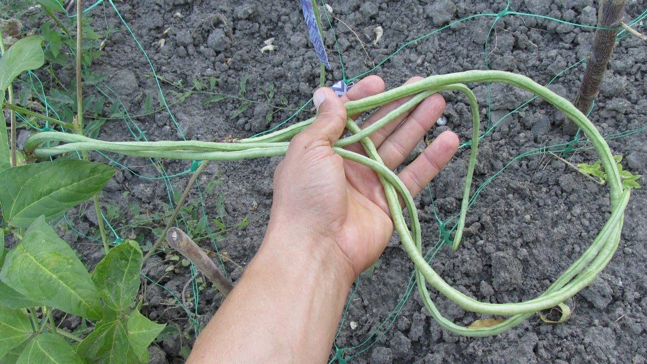 Выращивание «овощной графини» на собственной даче