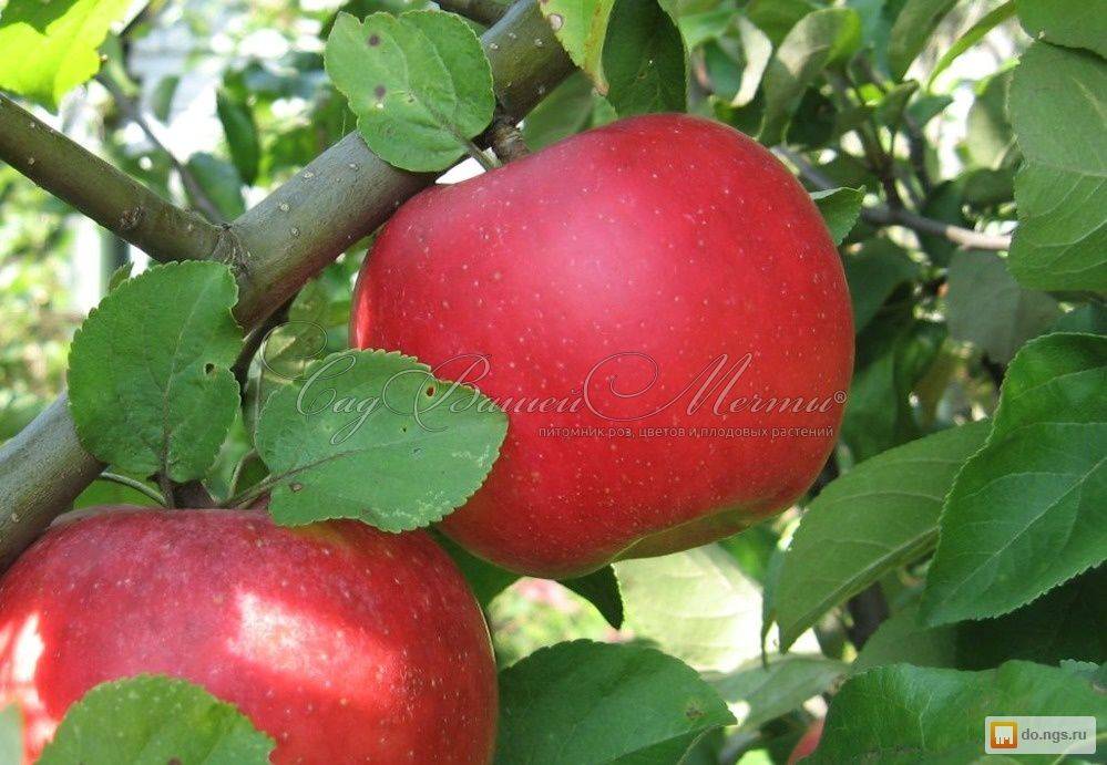 Зимний сорт яблок: пепин шафранный
