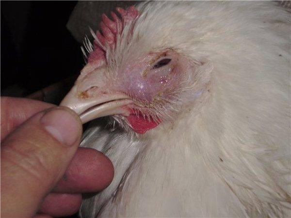 Сальмонеллез  – мучение домашних кур