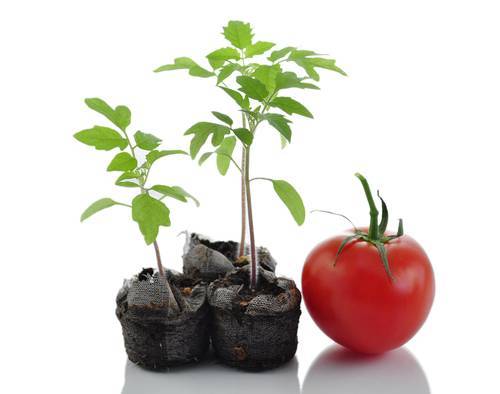Как вырастить хорошую рассаду томатов, перца и баклажанов в домашних условиях