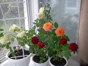 Правила черенкования роз осенью в домашних условиях