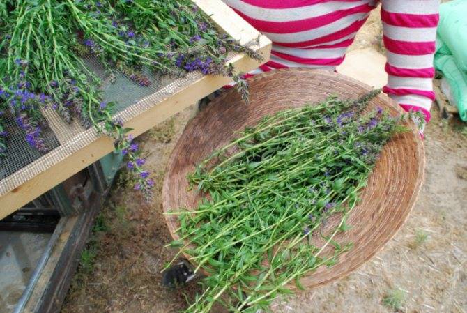 Трава сенна: лечебные свойства и противопоказания, применение в качестве слабительного средства