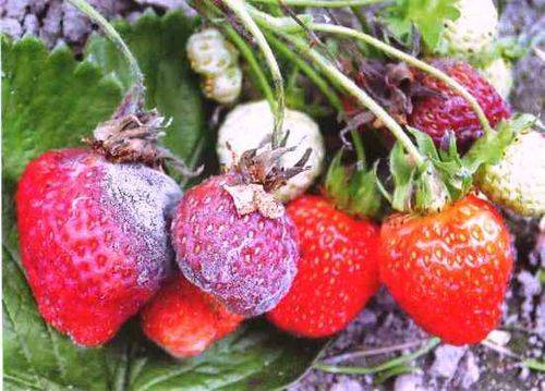 Серая гниль: меры борьбы на помидорах и клубнике, средства и препараты, фото