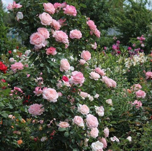 Роза амалия. роза амалия описание сорта «амелия»