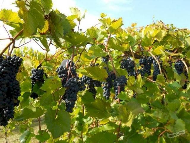 Сорт винограда «ася» — для рынка годится, и похвастать можно