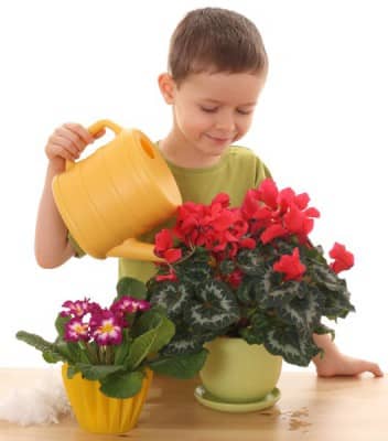 Лучшие удобрения для садовых и домашних цветов - энциклопедия цветов