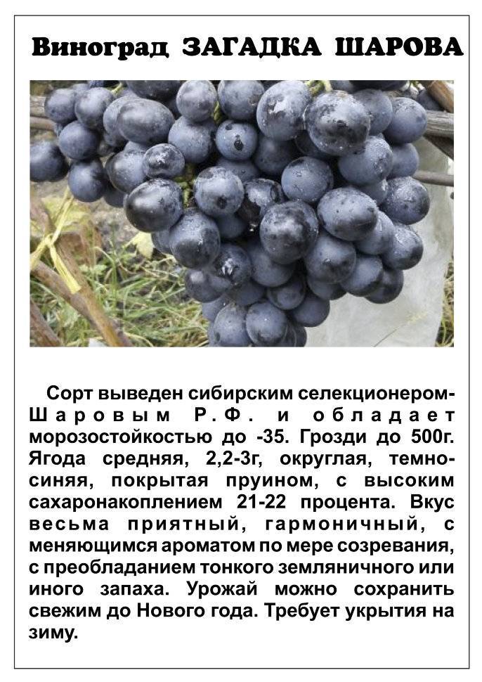 Характеристика и описание винограда «загадка шарова»
