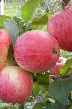 Зимний сорт из яблоневого календаря — ренет черненко