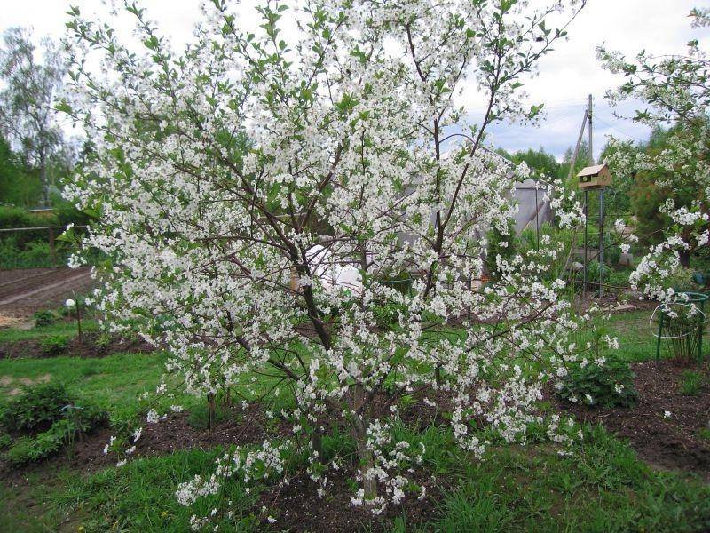 Отличный вариант для средней полосы: молодежная вишня