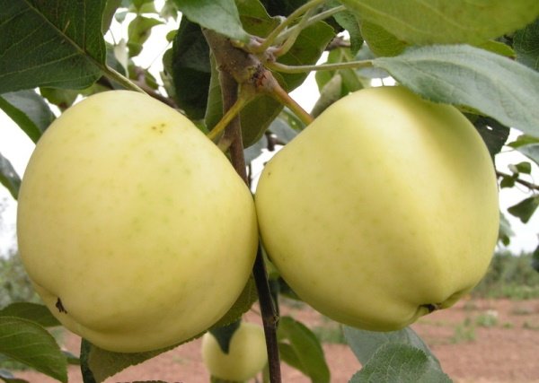 Яблоня алые паруса: особенности сорта и ухода