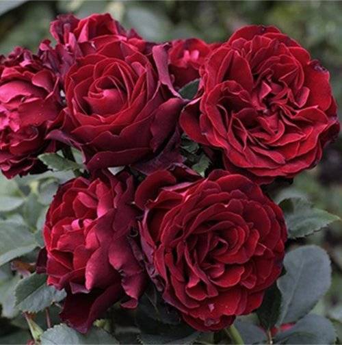 О розе hommage a barbara: описание и характеристики сорта, уход и выращивание