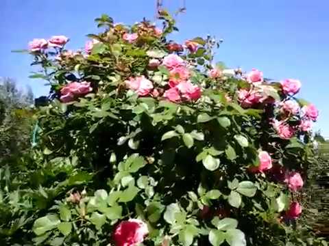 Роза морден санрайз (morden sunrise) — характеристики сорта